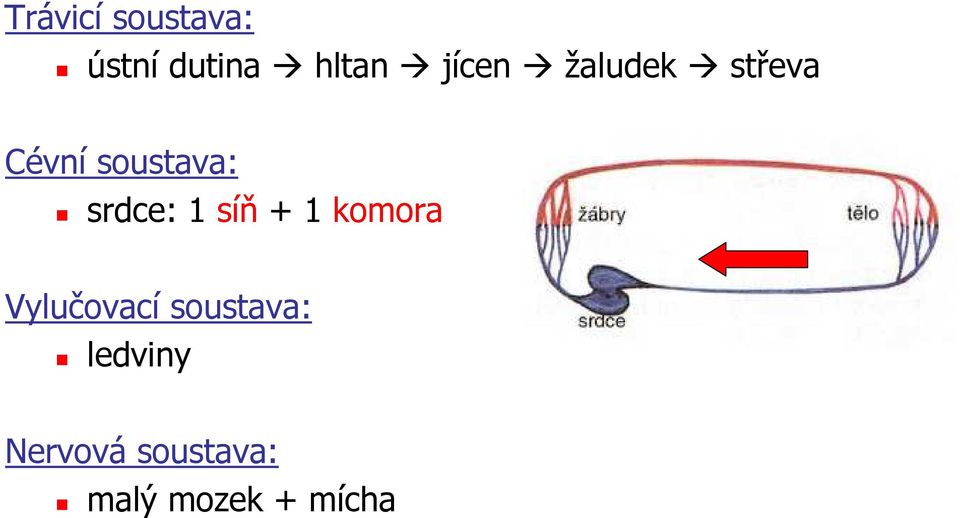 srdce: 1 síň + 1 komora Vylučovací