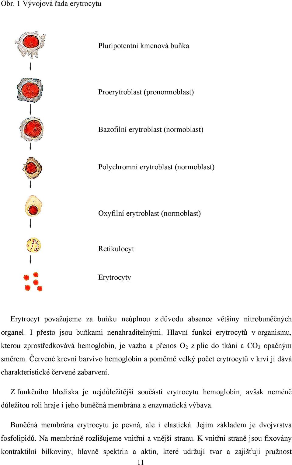 Hlavní funkcí erytrocytů v organismu, kterou zprostředkovává hemoglobin, je vazba a přenos O 2 z plic do tkání a CO 2 opačným směrem.