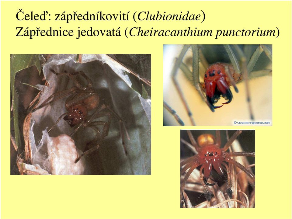 (Clubionidae)