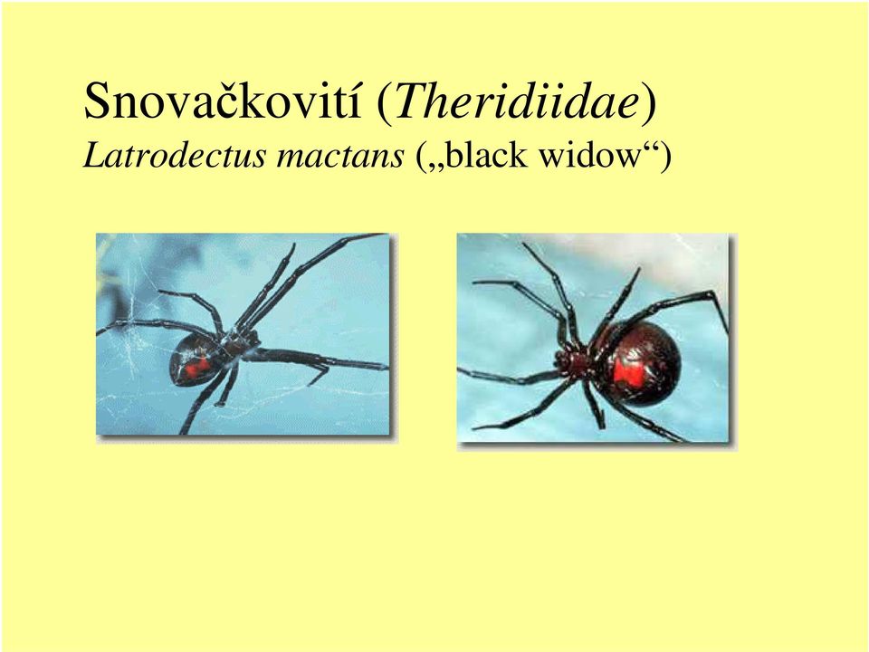 Latrodectus