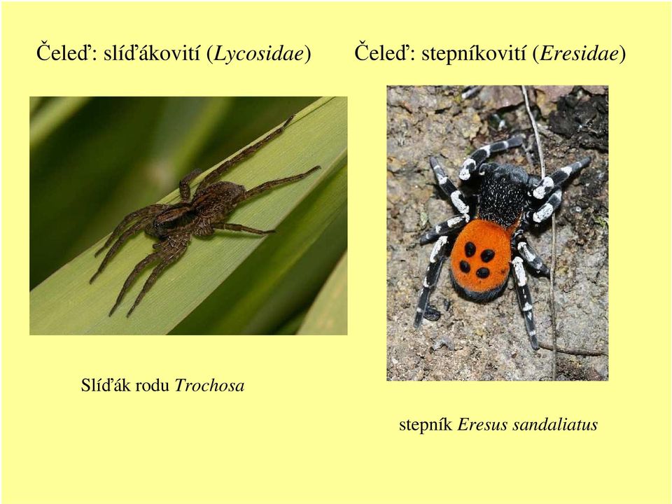 stepníkovití (Eresidae)