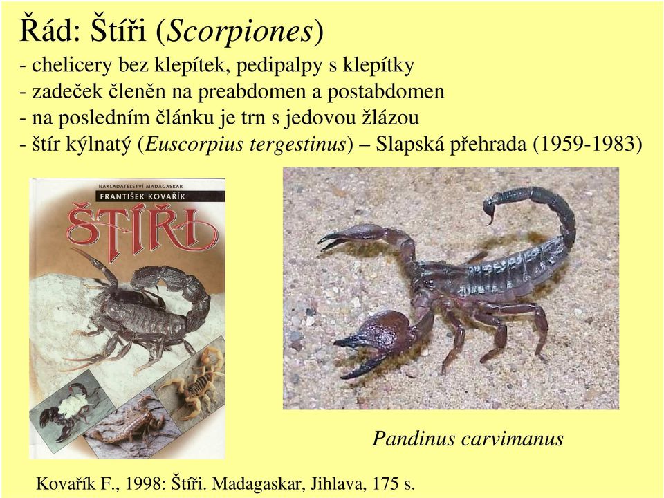 jedovou žlázou - štír kýlnatý (Euscorpius tergestinus) Slapská přehrada