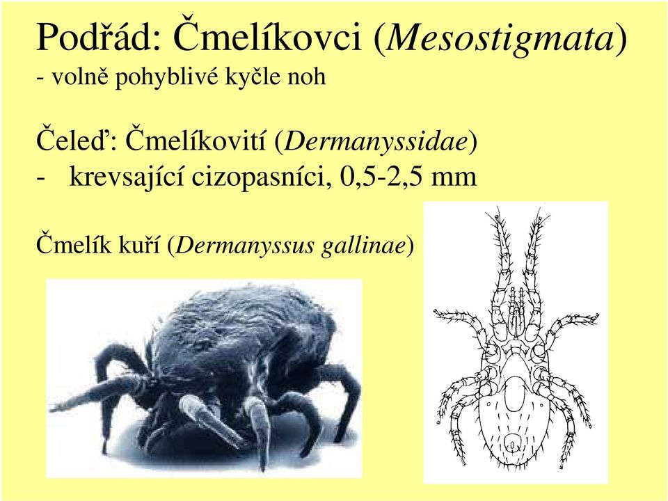 (Dermanyssidae) - krevsající cizopasníci,