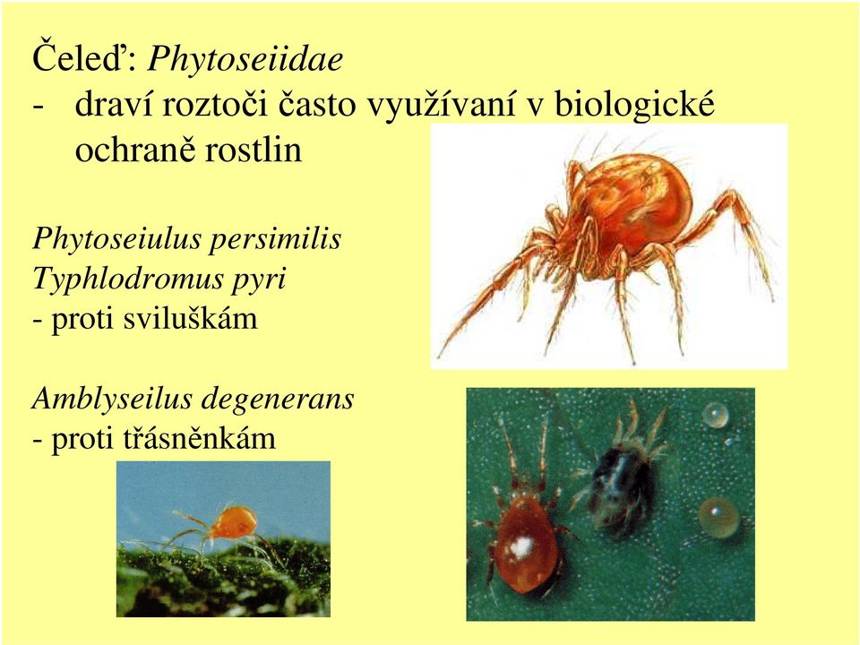 Phytoseiulus persimilis Typhlodromus pyri -