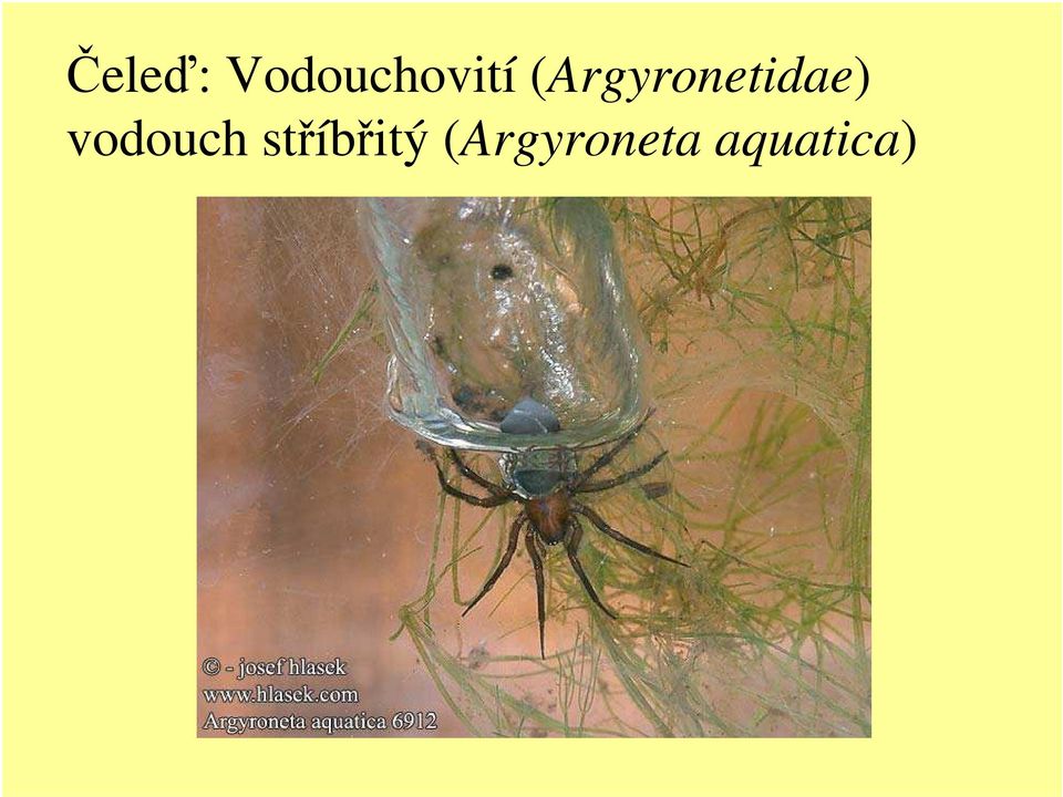 (Argyronetidae)