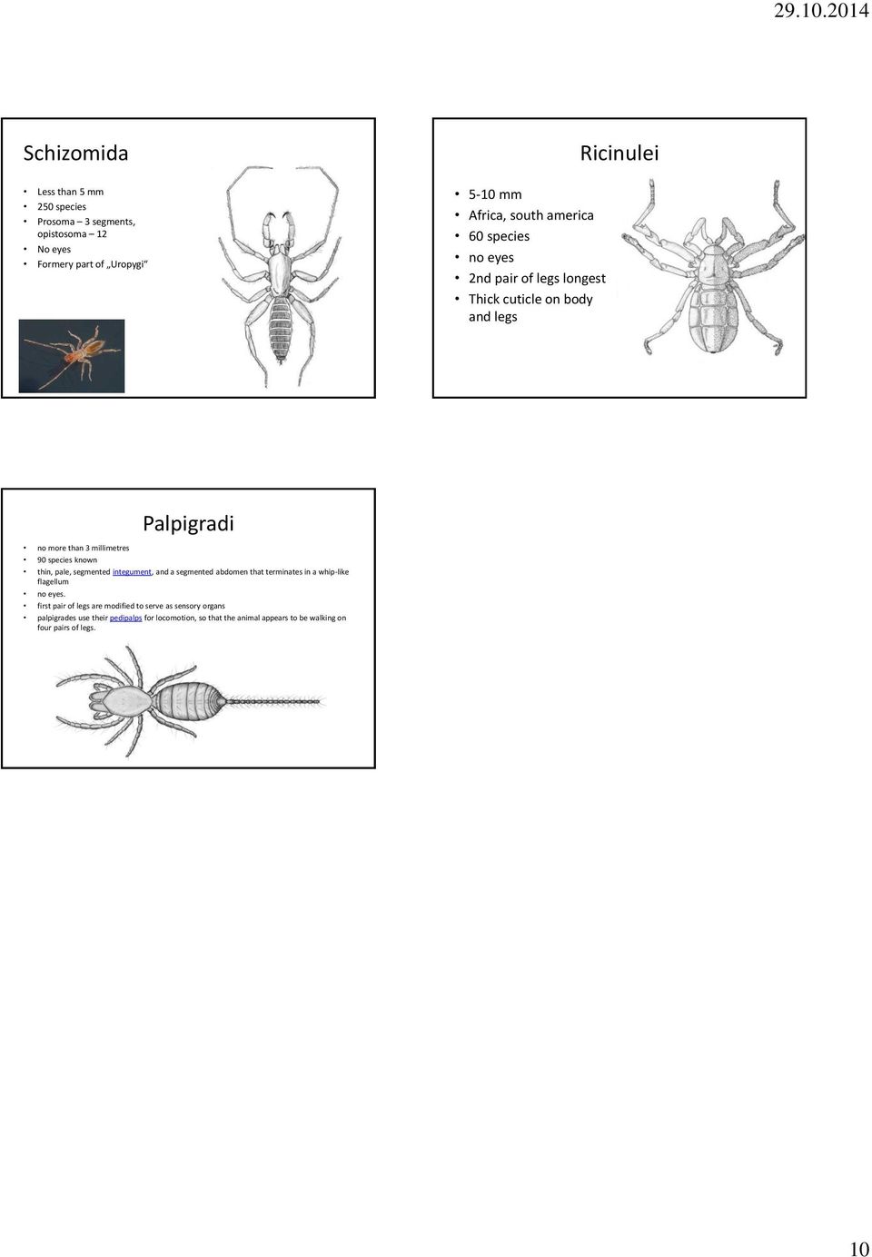thin, pale, segmented integument, and a segmented abdomen that terminates in a whip-like flagellum no eyes.