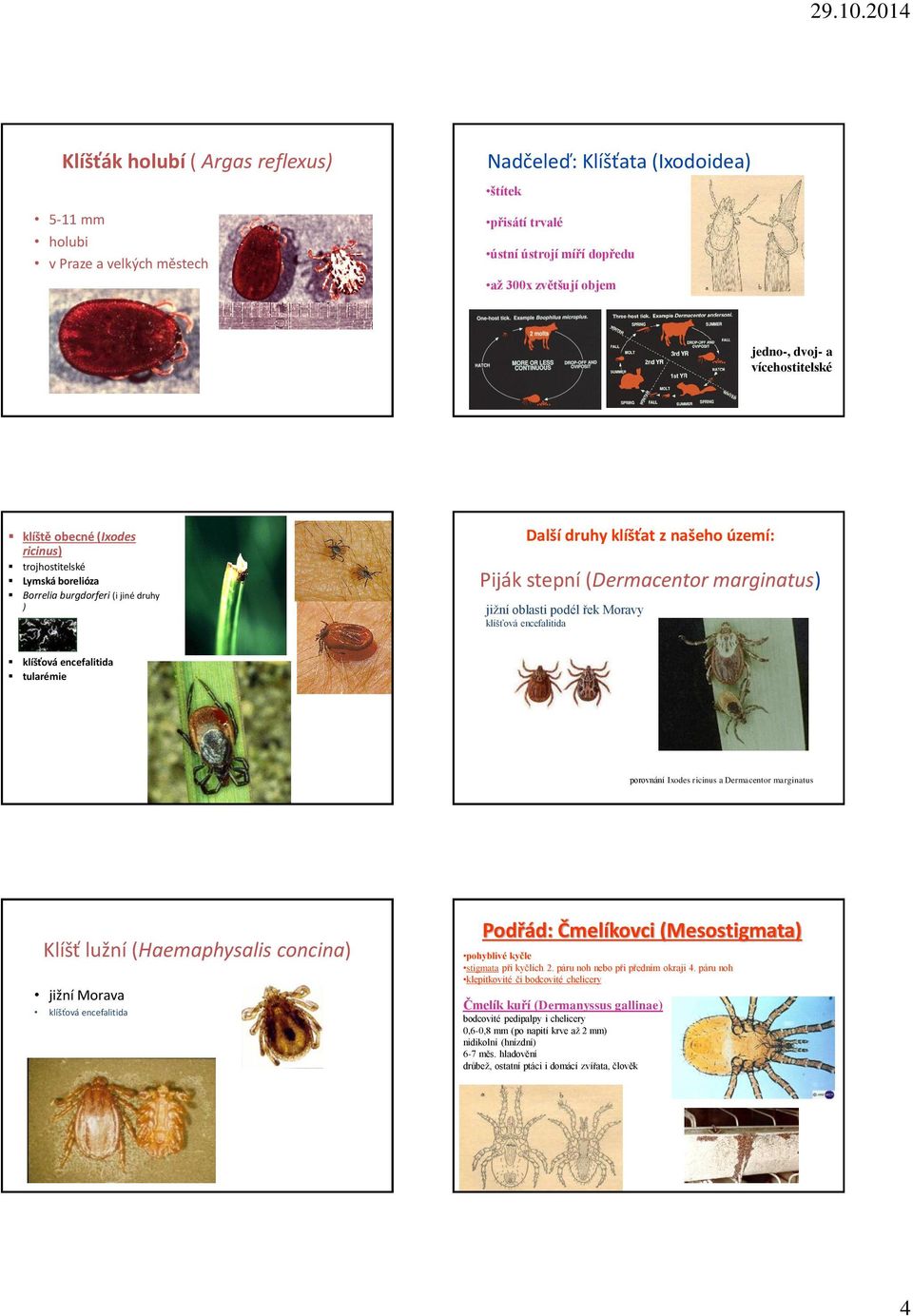 oblasti podél řek Moravy klíšťová encefalitida klíšťová encefalitida tularémie porovnání Ixodes ricinus a Dermacentor marginatus Klíšť lužní (Haemaphysalis concina) jižní Morava klíšťová encefalitida