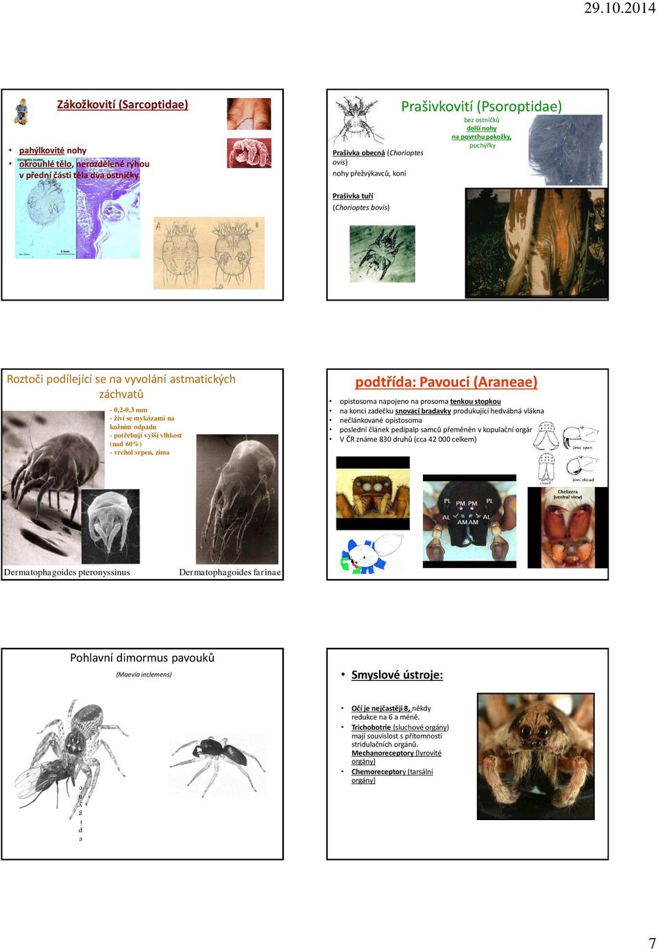 vyšší vlhkost (nad 60%) - vrchol srpen, zima podtřída: Pavouci (Araneae) opistosoma napojeno na prosoma tenkou stopkou na konci zadečku snovací bradavky produkující hedvábná vlákna nečlánkované