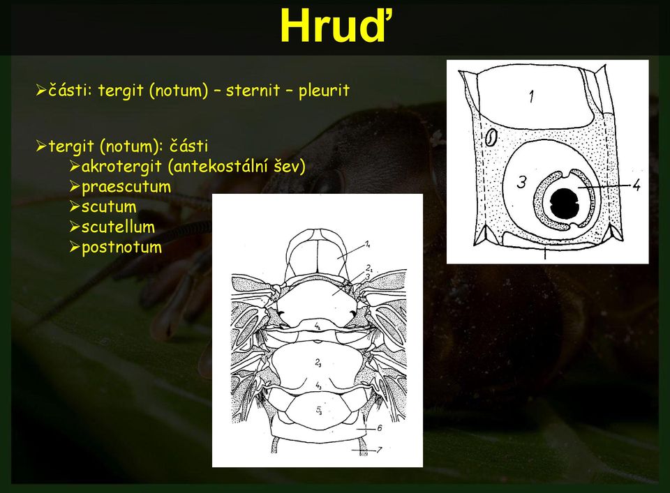 části akrotergit (antekostální