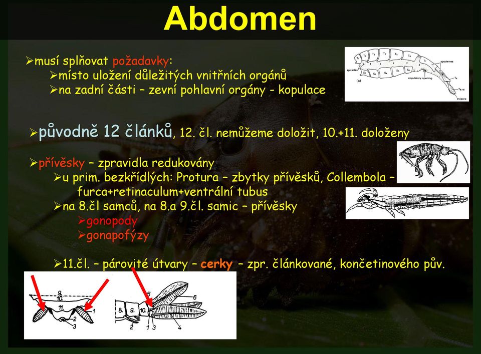 doloženy přívěsky zpravidla redukovány u prim.