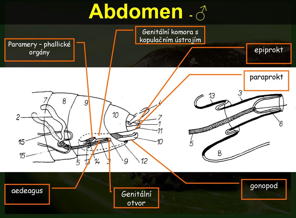 kopulačním ústrojím epiprokt