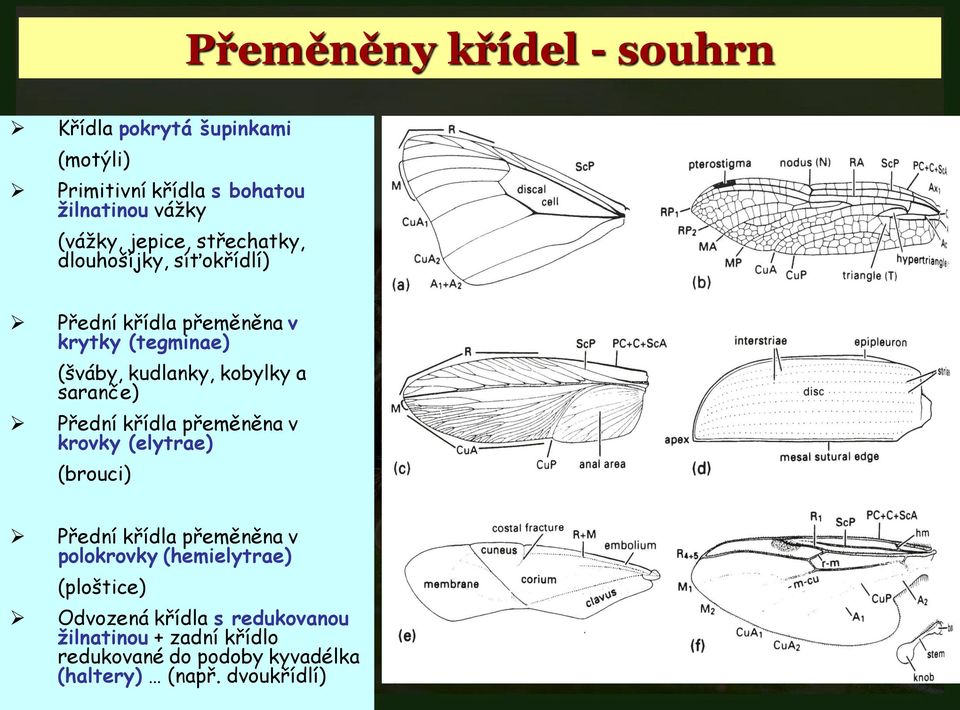 saranče) Přední křídla přeměněna v krovky (elytrae) (brouci) Přední křídla přeměněna v polokrovky (hemielytrae)