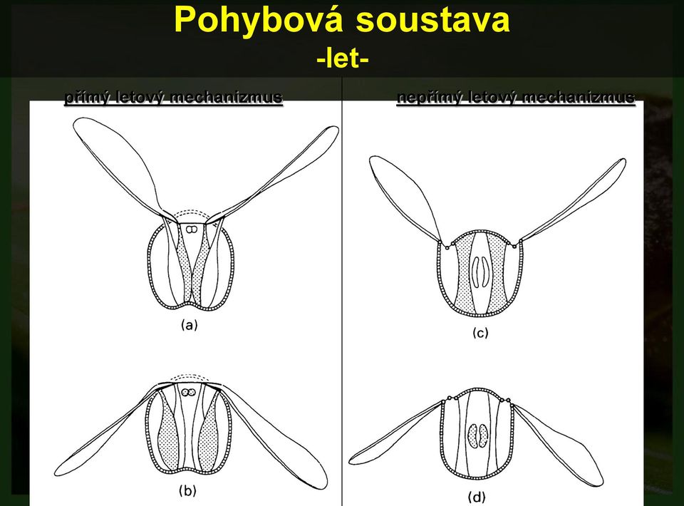 mechanizmus