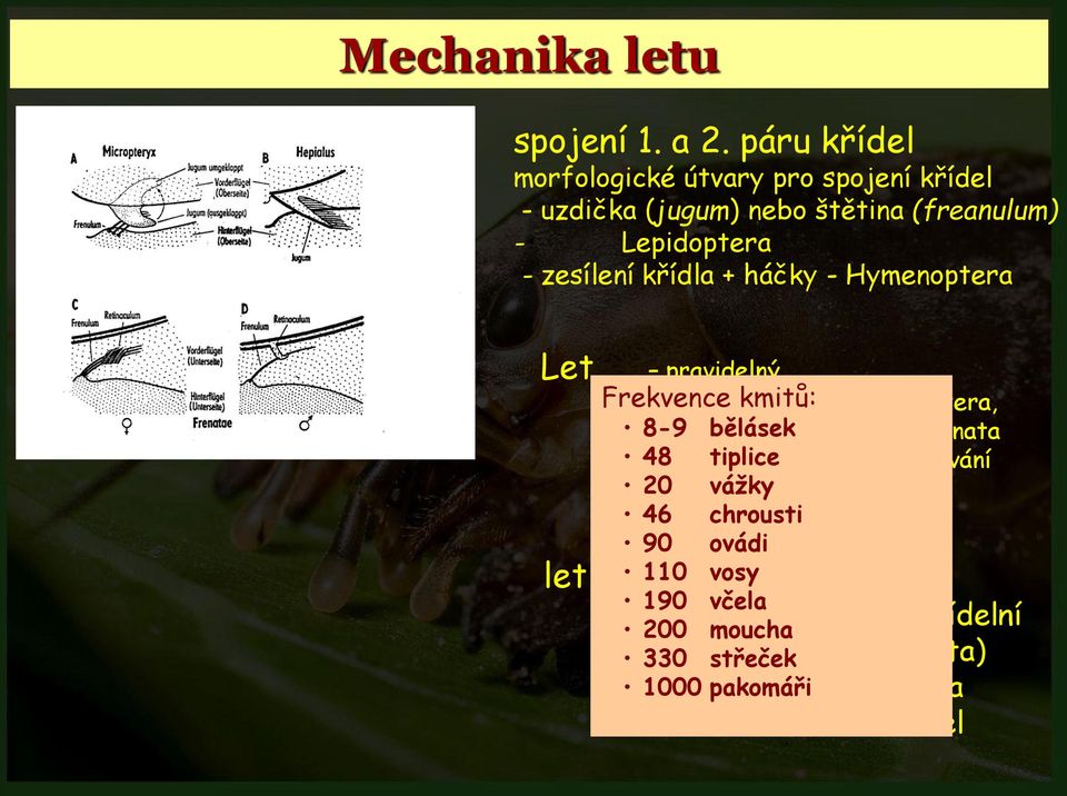 háčky - Hymenoptera Let pravidelný Frekvence - na místě kmitů: hovering Diptera, 8-9 bělásek patrolling - Odonata 48 - klikatý