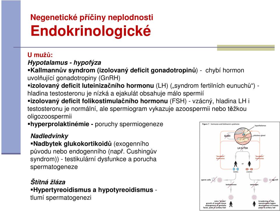 (FSH) - vzácný, hladina LH i testosteronu je normální, ale spermiogram vykazuje azoospermii nebo těžkou oligozoospermii hyperprolaktinémie - poruchy spermiogeneze Nadledvinky Nadbytek