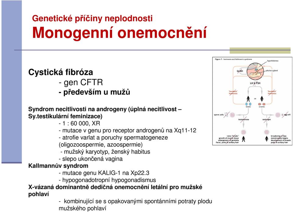 (oligozoospermie, azoospermie) - mužský karyotyp, ženský habitus - slepo ukončená vagina Kallmannův syndrom - mutace genu KALIG-1 na Xp22.