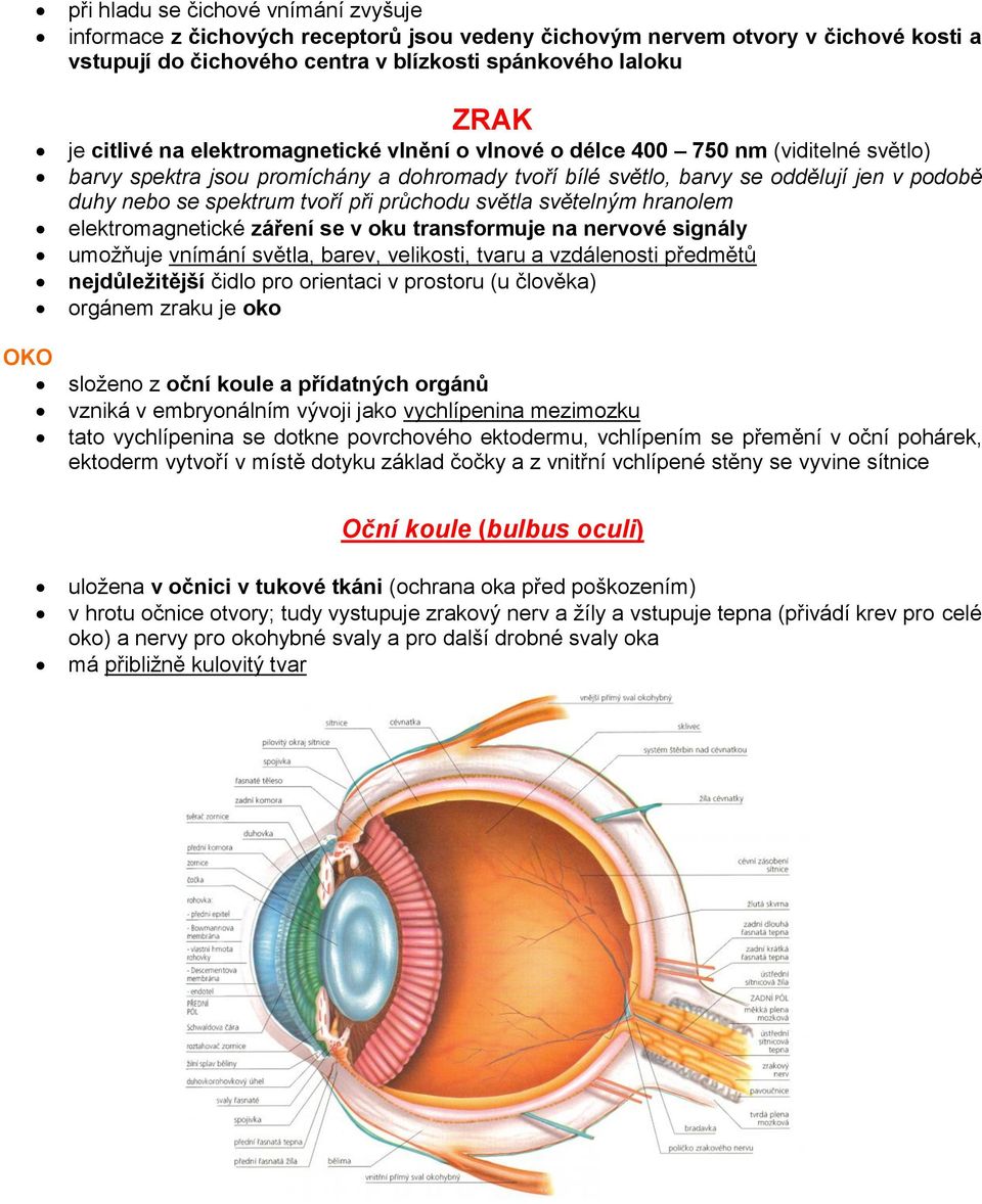 tvoří při průchodu světla světelným hranolem elektromagnetické záření se v oku transformuje na nervové signály umožňuje vnímání světla, barev, velikosti, tvaru a vzdálenosti předmětů nejdůležitější