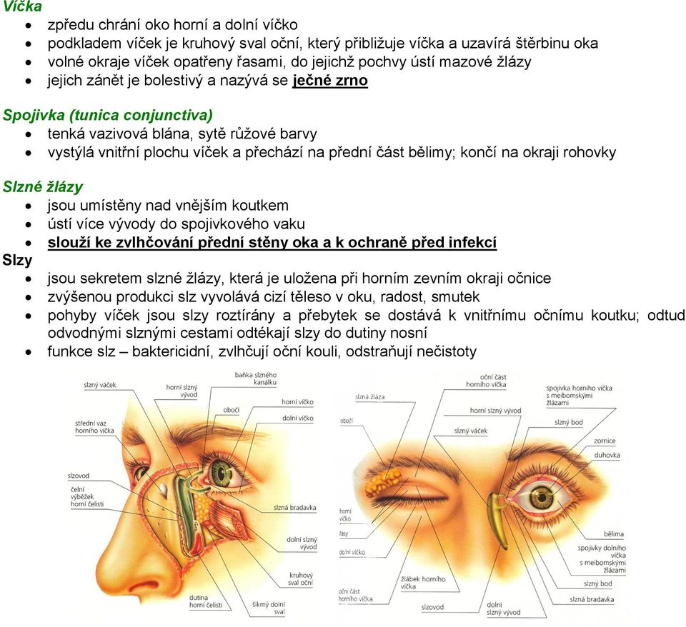 rohovky Slzné žlázy jsou umístěny nad vnějším koutkem ústí více vývody do spojivkového vaku slouží ke zvlhčování přední stěny oka a k ochraně před infekcí Slzy jsou sekretem slzné žlázy, která je