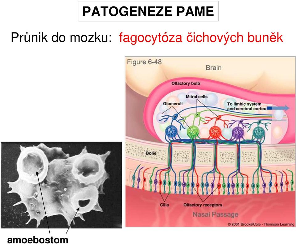 fagocytóza