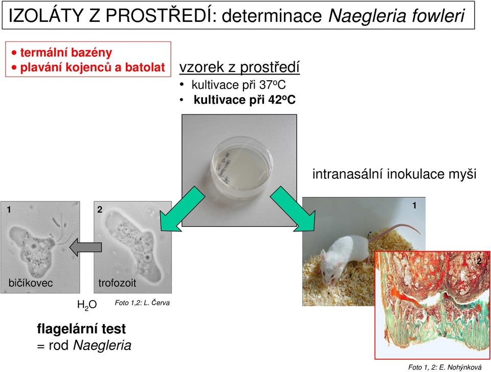kultivace při 42 o C intranasální inokulace myši 1 2 1 2 bičíkovec