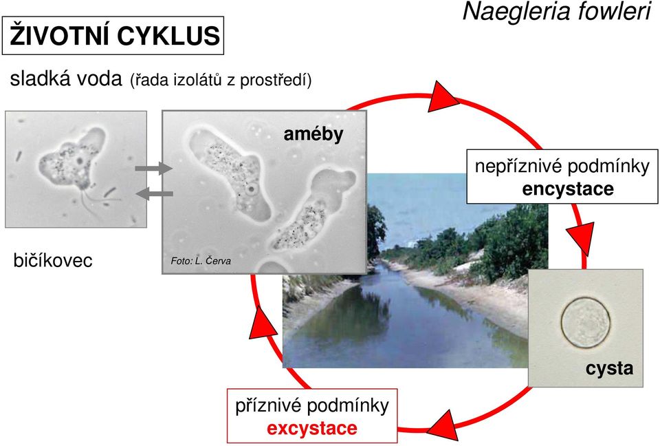 podmínky encystace bičíkovec Foto: L.