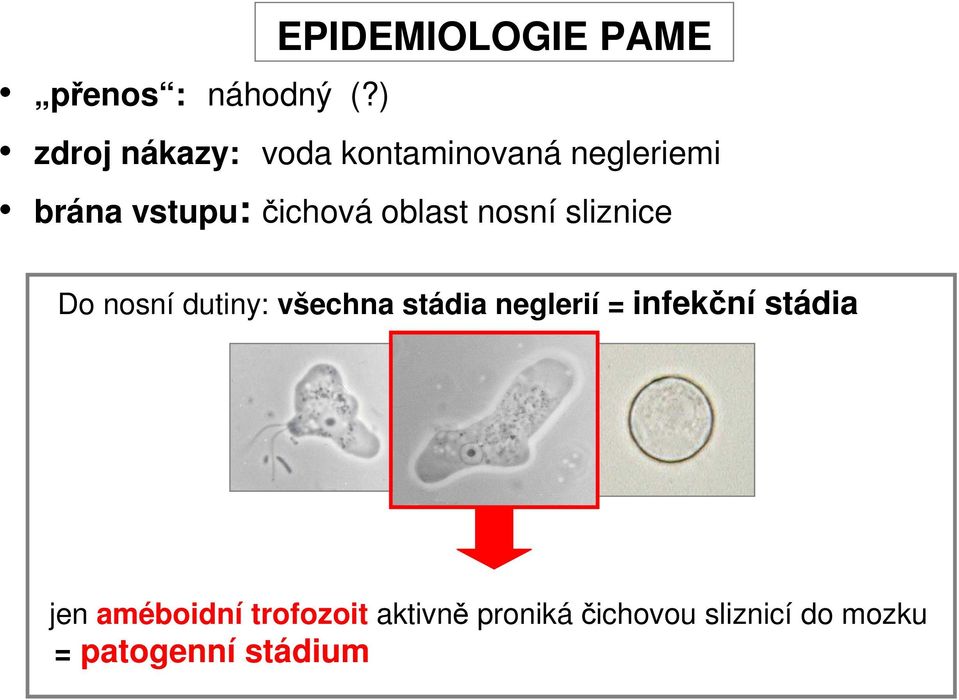 oblast nosní sliznice Do nosní dutiny: všechna stádia neglerií =