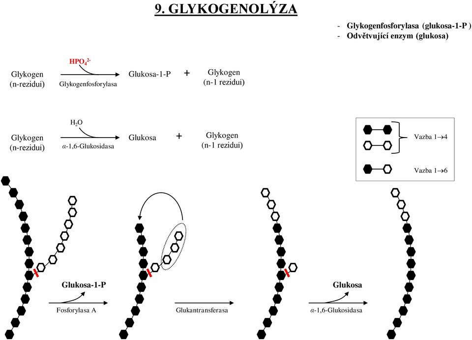 reziduí) Glykogen (n-reziduí) H 2 O α-1,6-glukosidasa Glukosa + Glykogen (n-1
