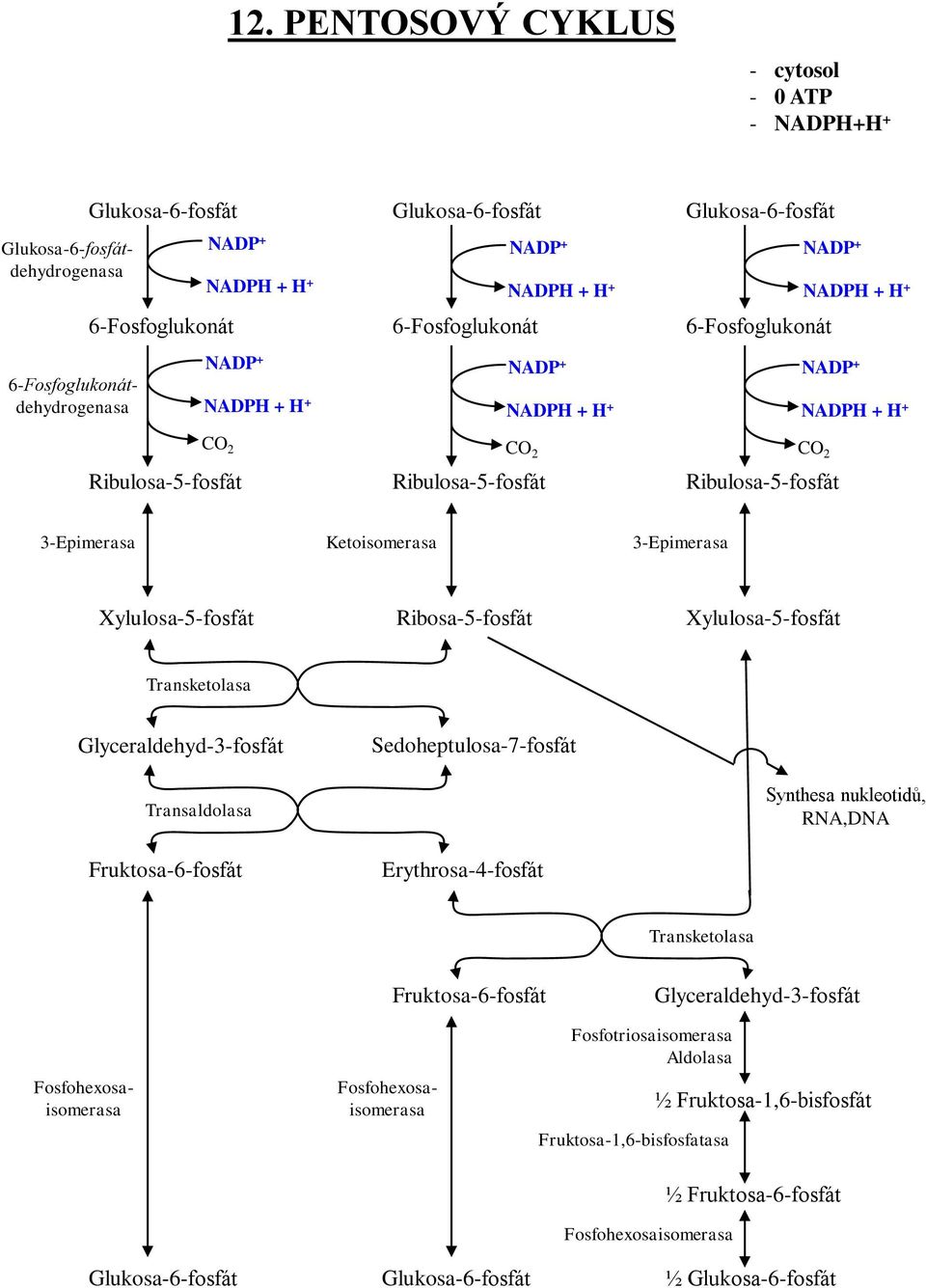 3-Epimerasa Ketoisomerasa 3-Epimerasa Xylulosa-5-fosfát Ribosa-5-fosfát Xylulosa-5-fosfát Transketolasa Glyceraldehyd-3-fosfát Transaldolasa Sedoheptulosa-7-fosfát Synthesa nukleotidů, RNA,DNA