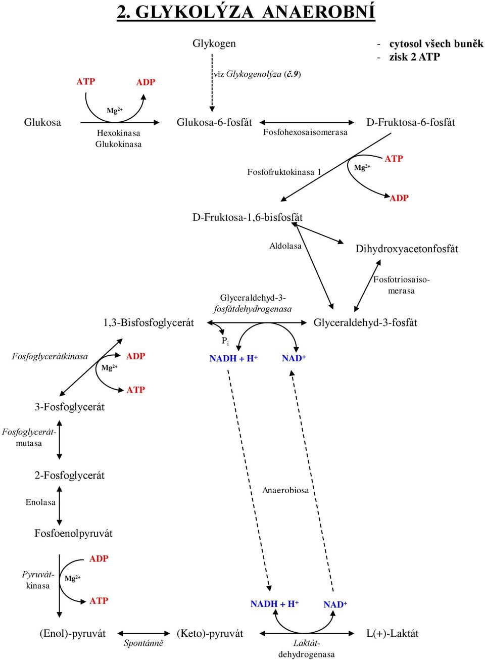 Aldolasa Dihydroxyacetonfosfát 1,3-Bisfosfoglycerát Fosfotriosaisomerasa Glyceraldehyd-3- fosfátdehydrogenasa Glyceraldehyd-3-fosfát P i Fosfoglycerátkinasa