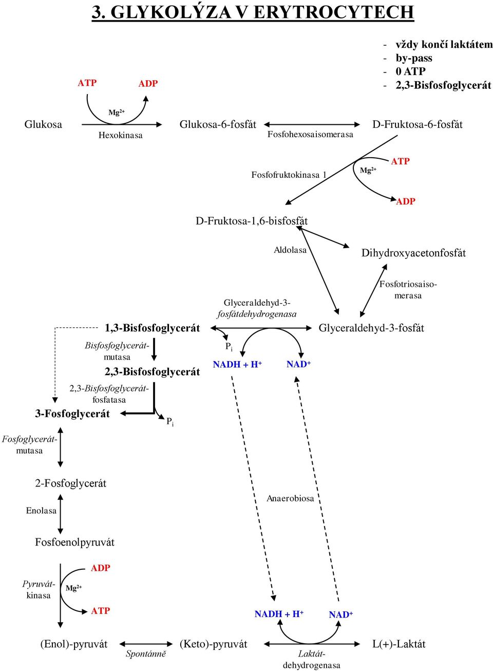 Laktátdehydrogenasa Bisfosfoglycerátmutasa 2,3-Bisfosfoglycerátfosfatasa P i Fosfotriosaisomerasa Glyceraldehyd-3- fosfátdehydrogenasa P i NADH + H + NAD +