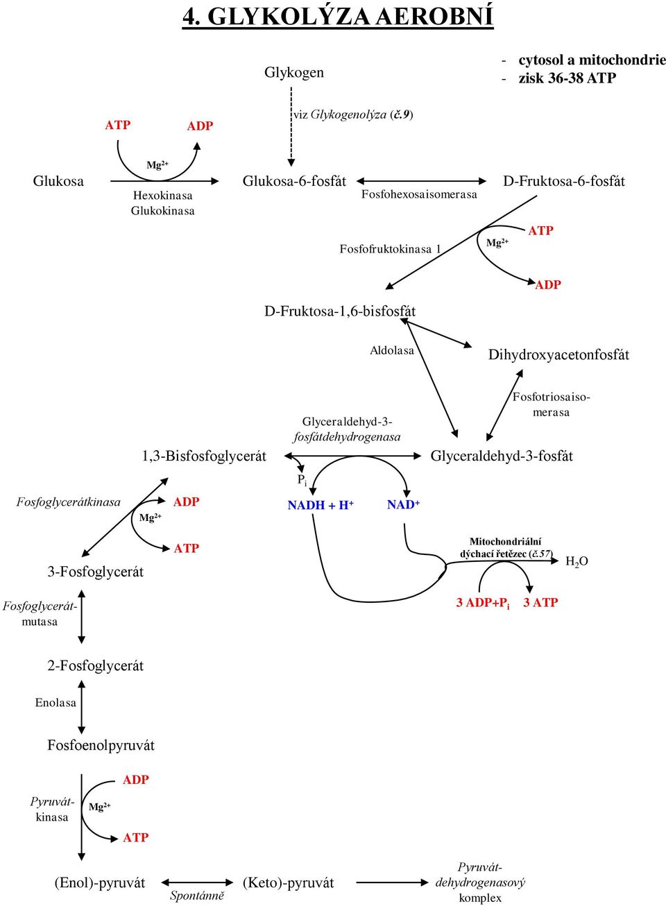 Dihydroxyacetonfosfát 1,3-Bisfosfoglycerát Fosfotriosaisomerasa Glyceraldehyd-3- fosfátdehydrogenasa Glyceraldehyd-3-fosfát P i Fosfoglycerátkinasa Mg 2+ ADP NADH +