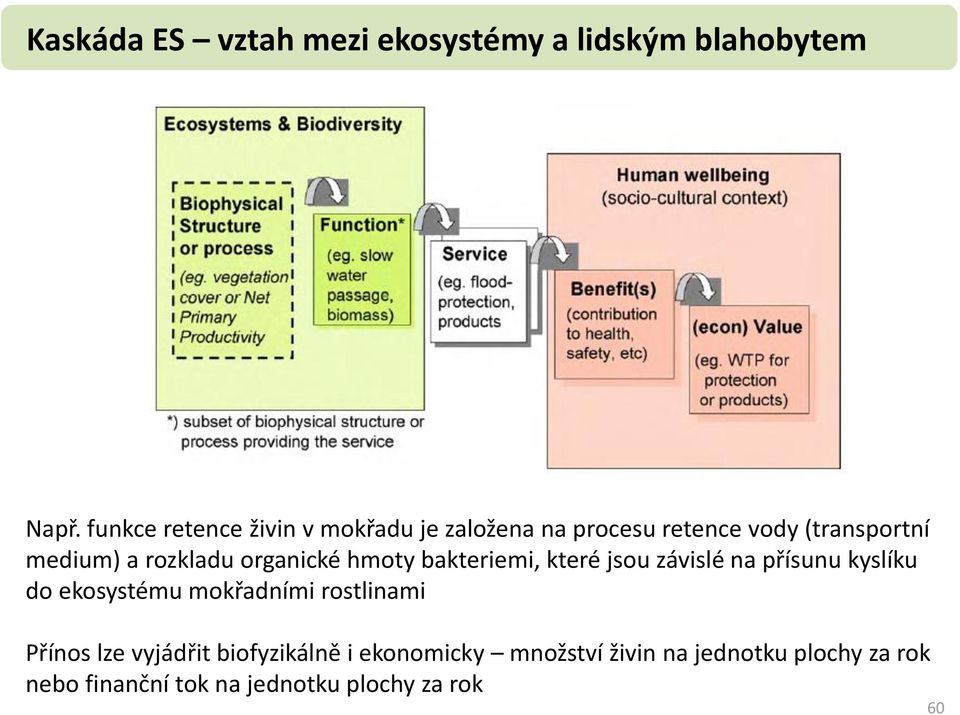 organické hmoty bakteriemi, které jsou závislé na přísunu kyslíku do ekosystému mokřadními