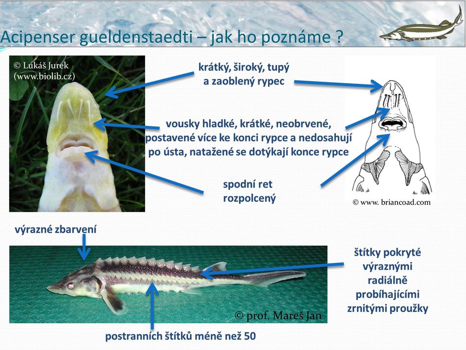 poznáme?