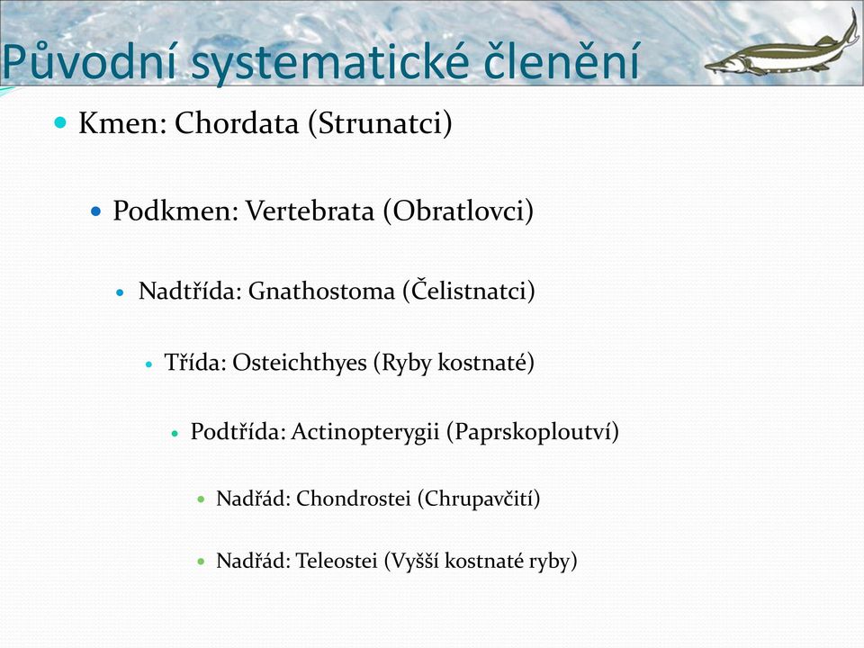 Osteichthyes (Ryby kostnaté) Podtřída: Actinopterygii