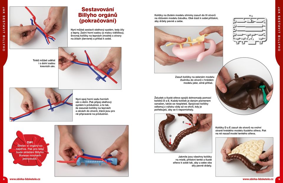 Obě části k sobě přitiskni, aby držely pevně u sebe. K I H L G E D C J F Totéž můžeš udělat i s dolní sadou krevních cév.