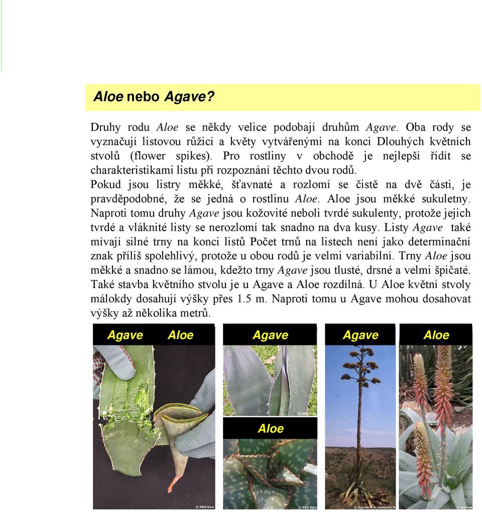 Pokud jsou listry měkké, šťavnaté a rozlomí se čistě na dvě části, je pravděpodobné, že se jedná o rostlinu Aloe. Aloe jsou měkké sukuletny.