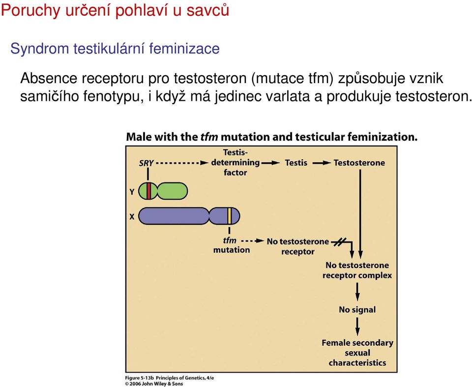 testosteron (mutace tfm) způsobuje vznik