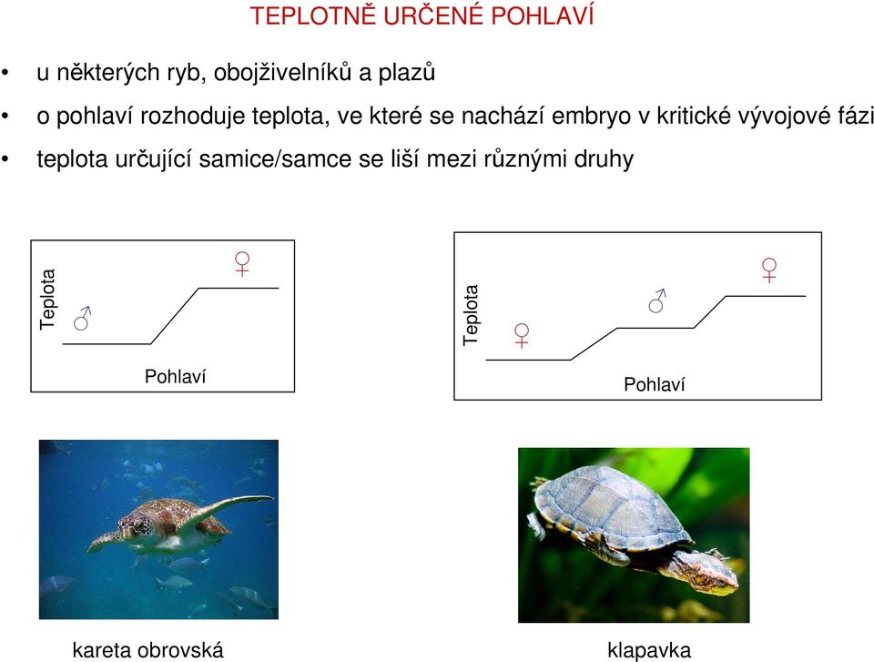 vývojové fázi teplota určující samice/samce se liší mezi různými