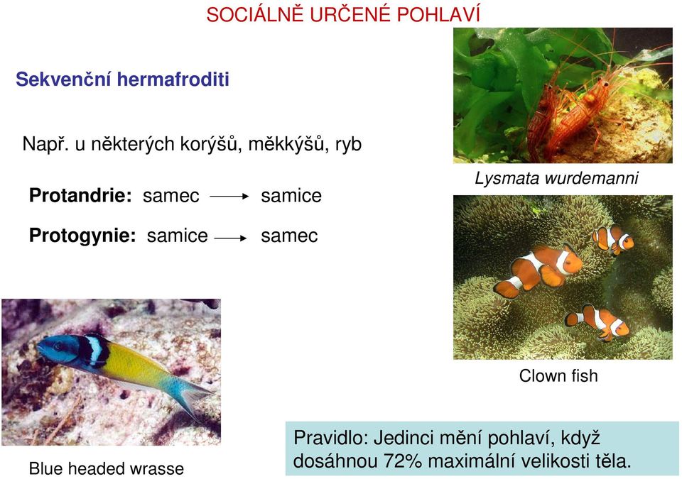 samice samice samec Lysmata wurdemanni Clown fish Blue headed