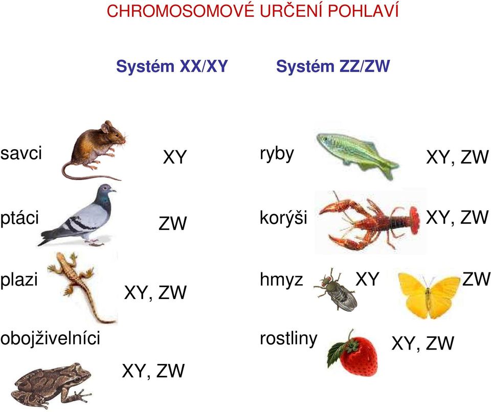 ptáci ZW korýši XY, ZW plazi XY, ZW