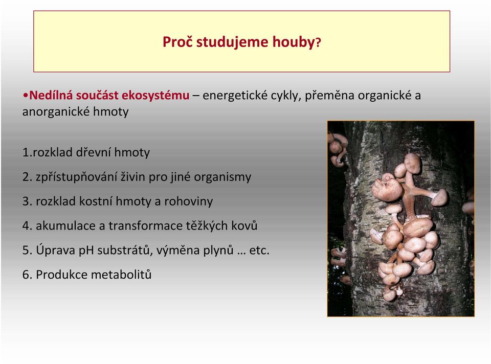 hmoty 1.rozklad dřevní hmoty 2. zpřístupňování živin pro jiné organismy 3.