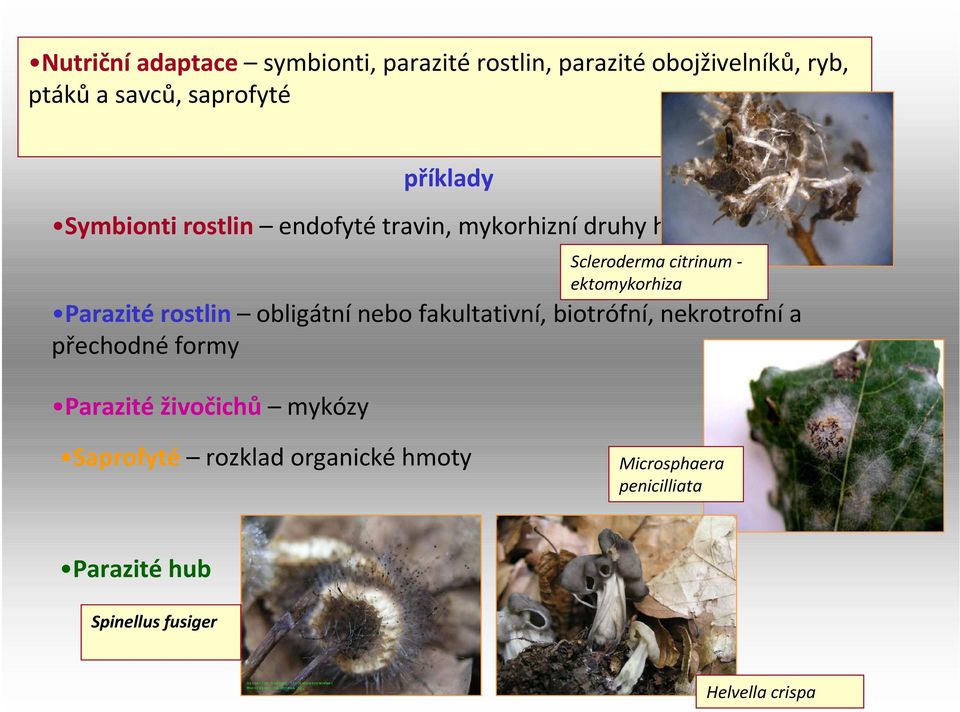 biotrófní, nekrotrofnía přechodné formy Parazité živočichů mykózy příklady Scleroderma