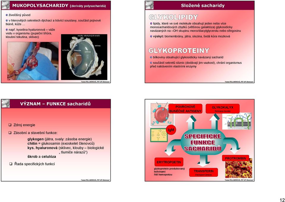 navázaných na skupinu mono/diacylglycerolu nebo sfingosinu výskyt: biomembrány, játra, slezina, šedá kůra mozková bílkoviny obsahující glykosidicky navázaný sacharid součástí sekretů sliznic