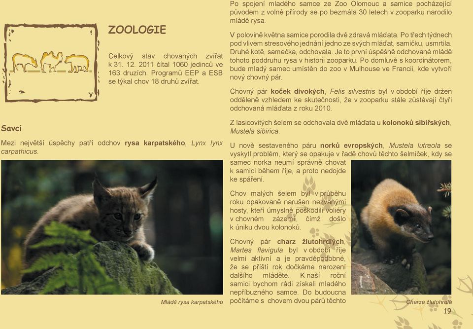 Po spojení mladého samce ze Zoo Olomouc a samice pocházející původem z volné přírody se po bezmála 30 letech v zooparku narodilo mládě rysa. V polovině května samice porodila dvě zdravá mláďata.