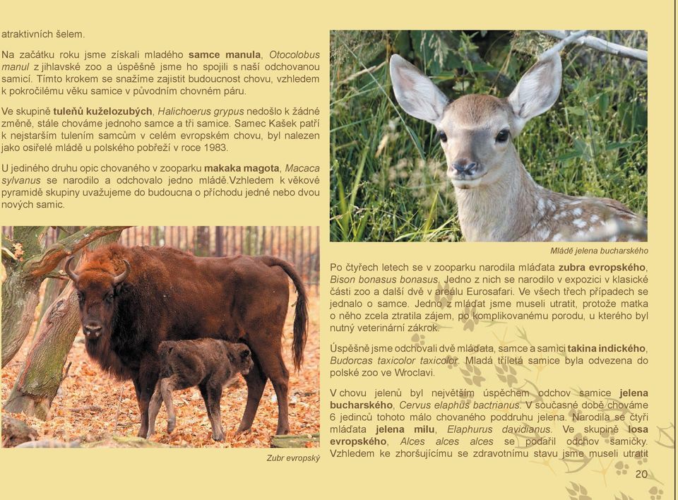 Ve skupině tuleňů kuželozubých, Halichoerus grypus nedošlo k žádné změně, stále chováme jednoho samce a tři samice.