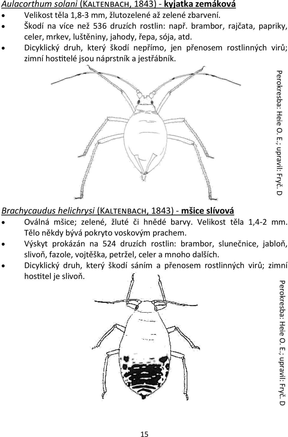 Perokresba: Heie O. E.; upravil: Fryč. D Perokresba: Heie O. E.; upravil: Fryč. D Brachycaudus helichrysi (Kaltenbach, 1843) - mšice slívová Oválná mšice; zelené, žluté či hnědé barvy.