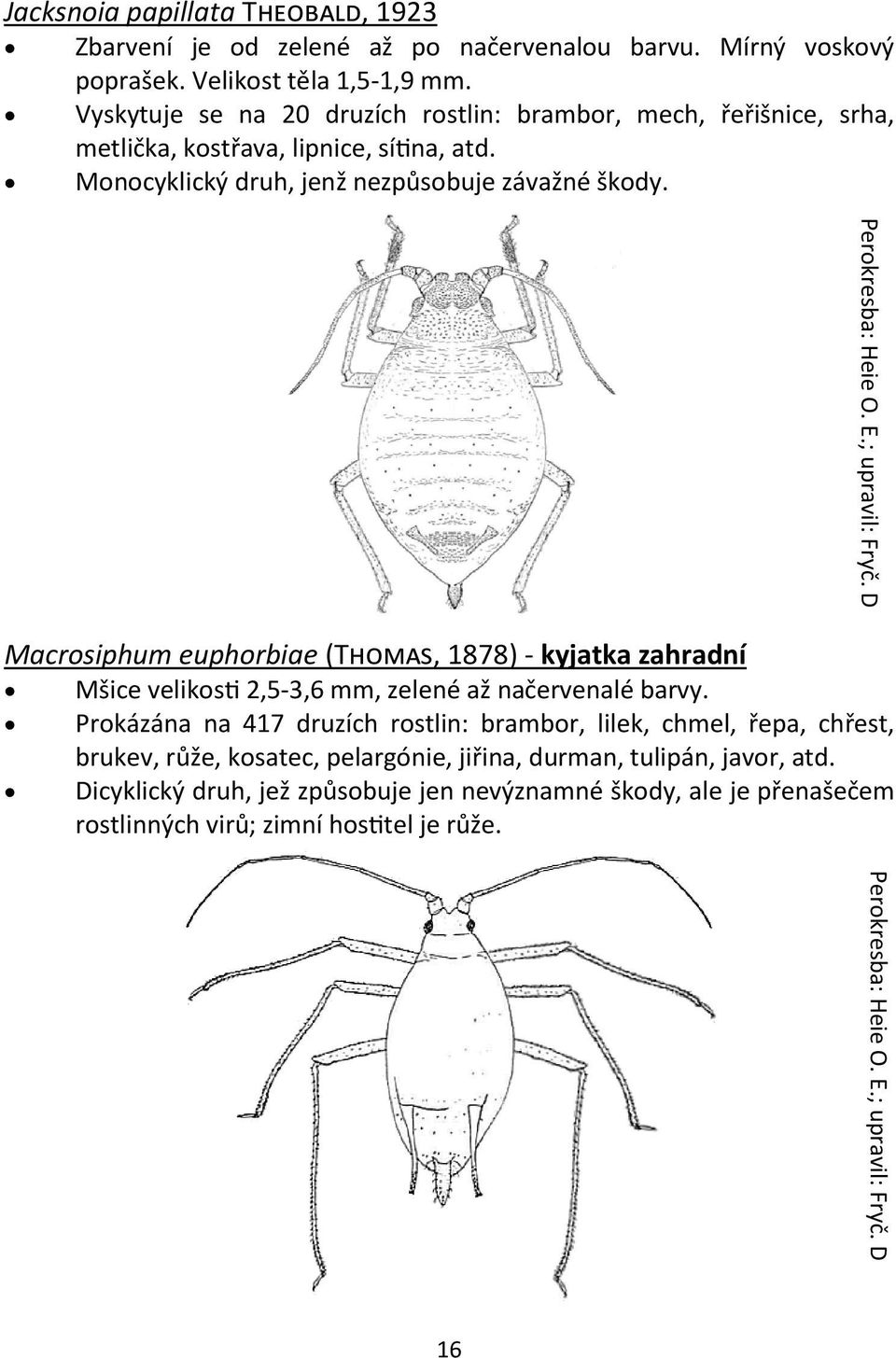 ; upravil: Fryč. D Perokresba: Heie O. E.; upravil: Fryč. D Macrosiphum euphorbiae (Thomas, 1878) - kyjatka zahradní Mšice velikosti 2,5-3,6 mm, zelené až načervenalé barvy.