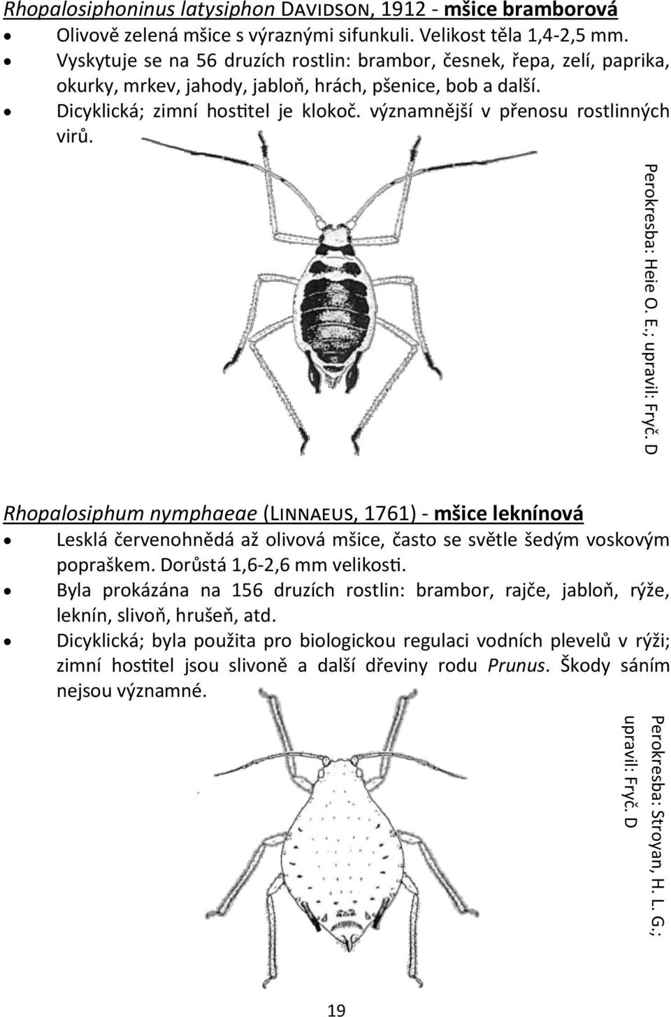 významnější v přenosu rostlinných virů. Rhopalosiphum nymphaeae (Linnaeus, 1761) - mšice leknínová Lesklá červenohnědá až olivová mšice, často se světle šedým voskovým popraškem.