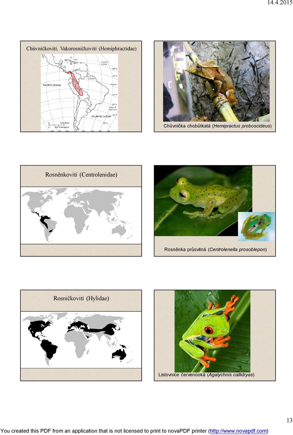 (Centrolenidae) Rosněnka průsvitná (Centrolenella