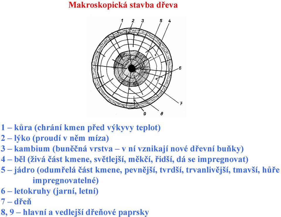 měkčí, řidší, dá se impregnovat) 5 jádro (odumřelá část kmene, pevnější, tvrdší, trvanlivější,